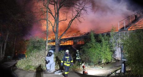 Pirotecnia provoca incendio en Zoológico y mueren 30 monos