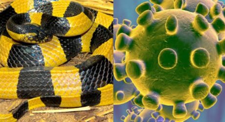 Una serpiente de venta en Wuhan sería el origen del coronavirus