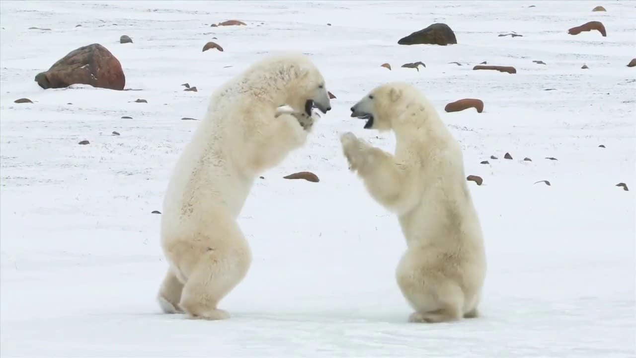 Aumentan casos de osos polares que se matan y comen entre sí