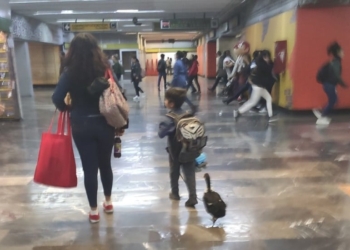 Niño pasea a su pata en el metro y se vuelve sensación