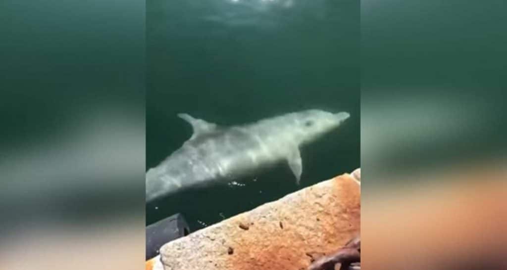 Captan delfines en canales de Venecia, cuarentena limpia el agua