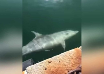 Captan delfines en canales de Venecia, cuarentena limpia el agua