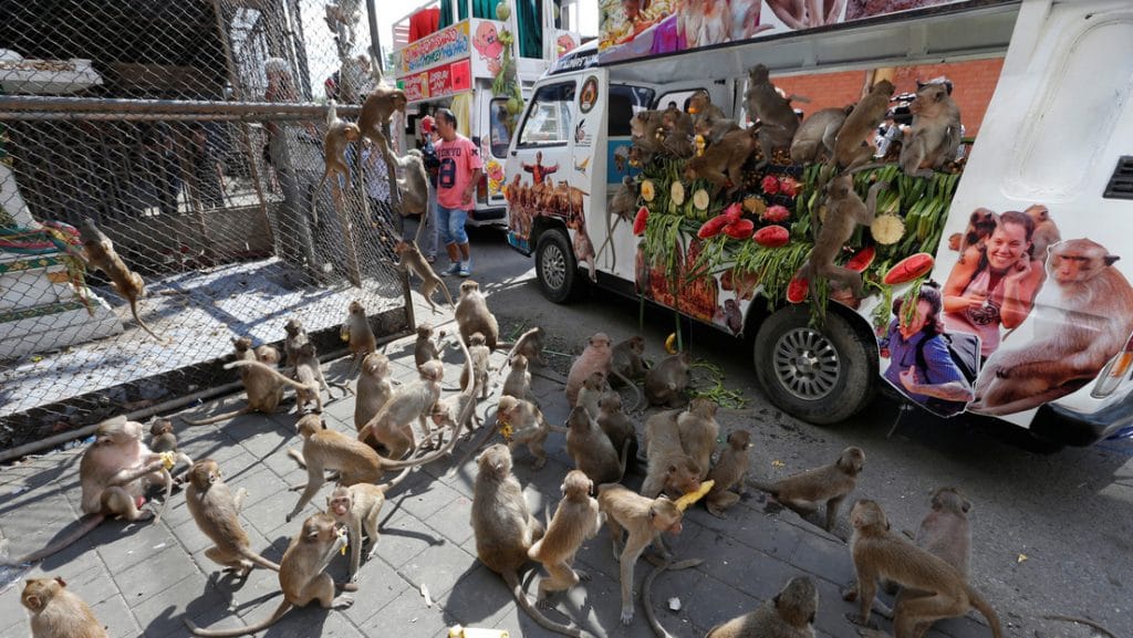 Monos crean caos peleando por comida tras crisis de coronavirus en Tailandia
