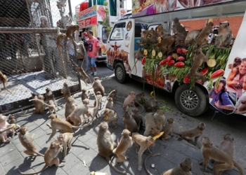 Monos crean caos peleando por comida tras crisis de coronavirus en Tailandia