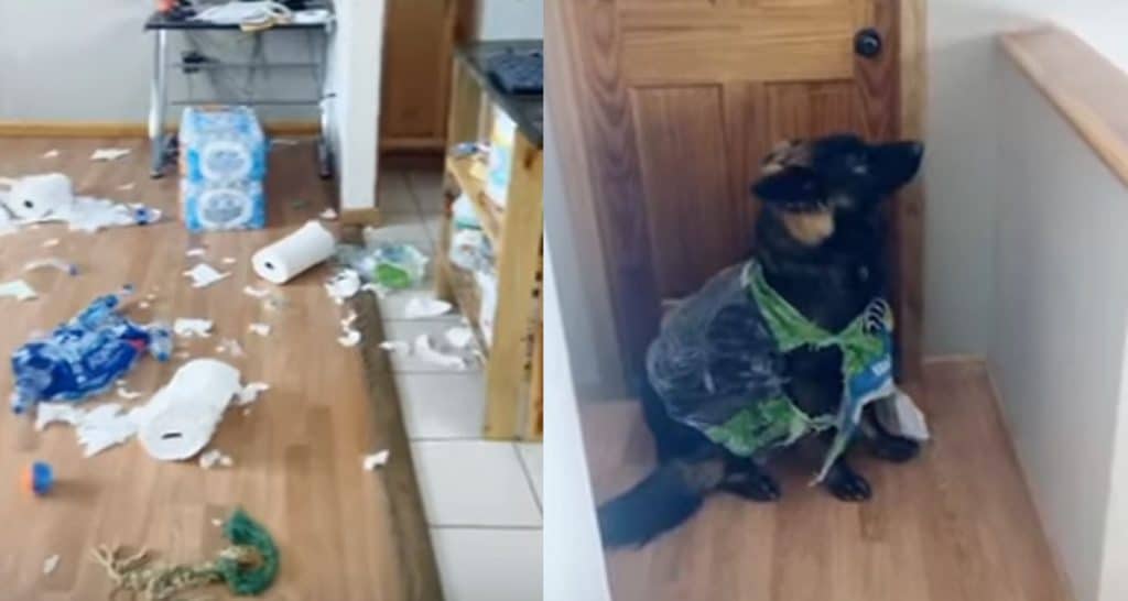 Perro destruye el papel higiénico acumulado para la cuarentena
