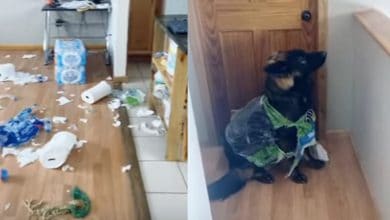 Perro destruye el papel higiénico acumulado para la cuarentena