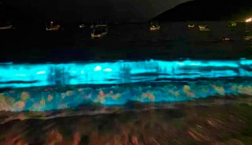 VIDEO: Playas brillan por fenómeno de bioluminiscencia; se ven delfines