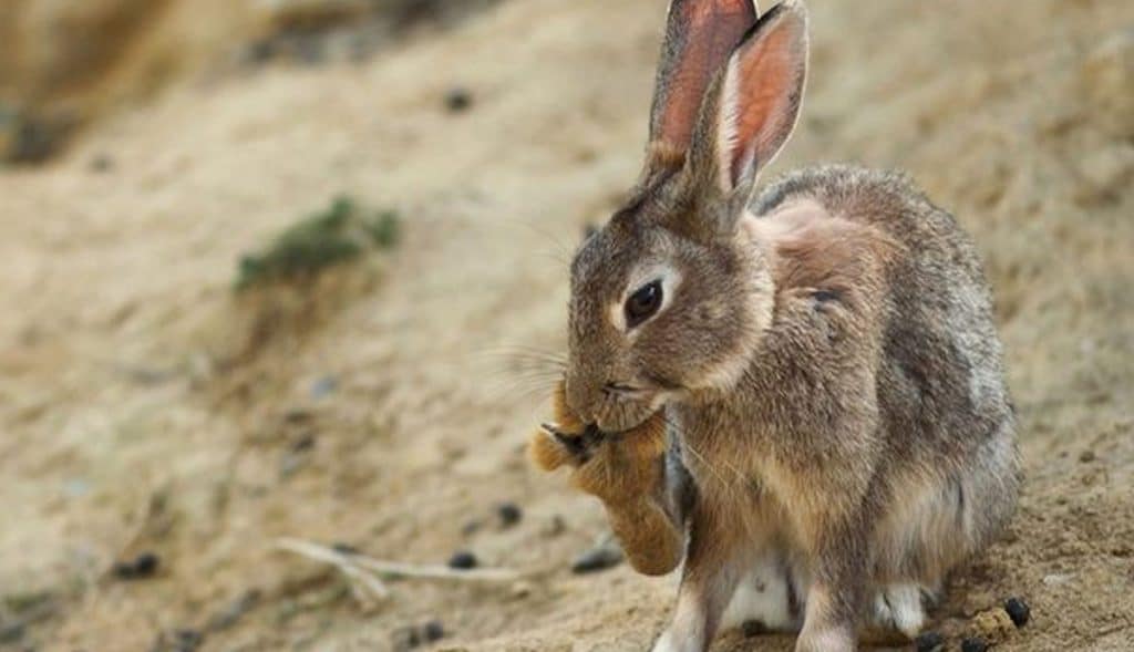 Reaparece Enfermedad Hemorrágica Viral de Conejos en México