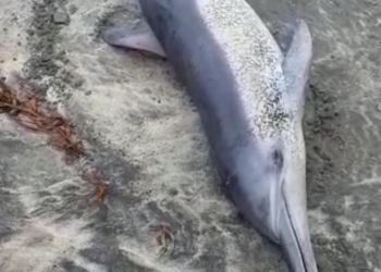 Delfín varado en Playas de Tijuana