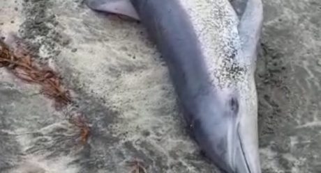 Delfín varado en Playas de Tijuana