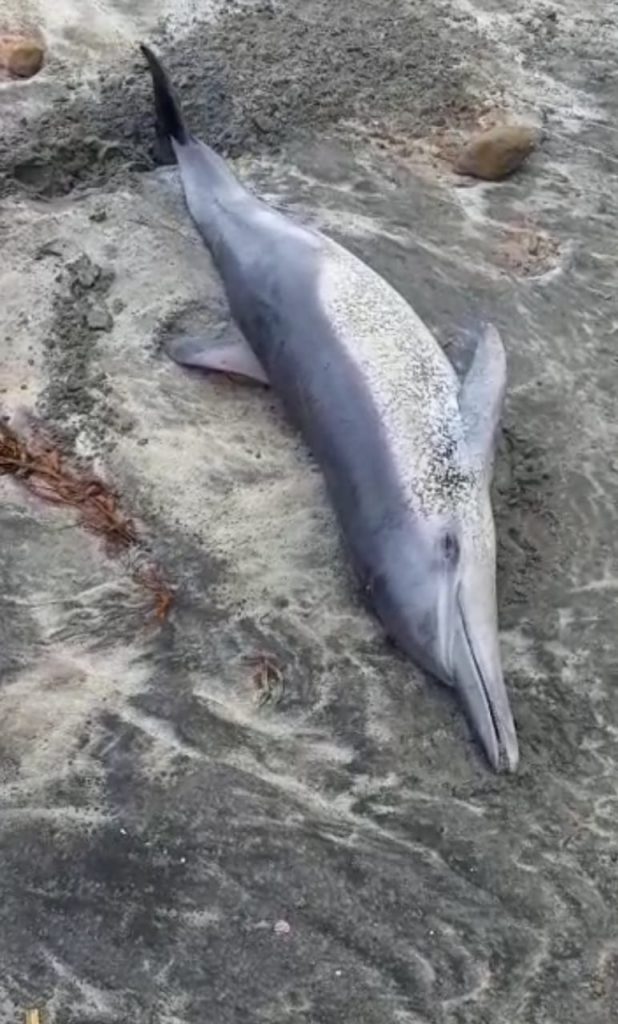 Delfín varado en Playas de Tijuana