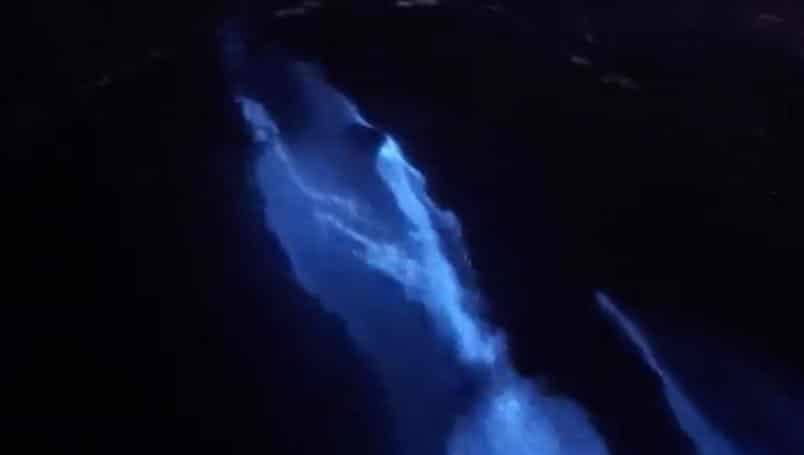 Avistan delfines bioluminiscentes ante ausencia de turistas