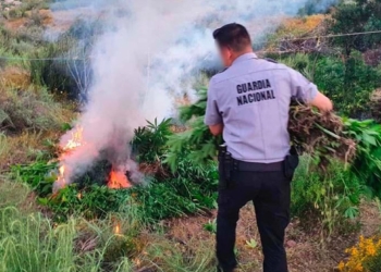 Hallan plantío de marihuana y amapola en Tecate