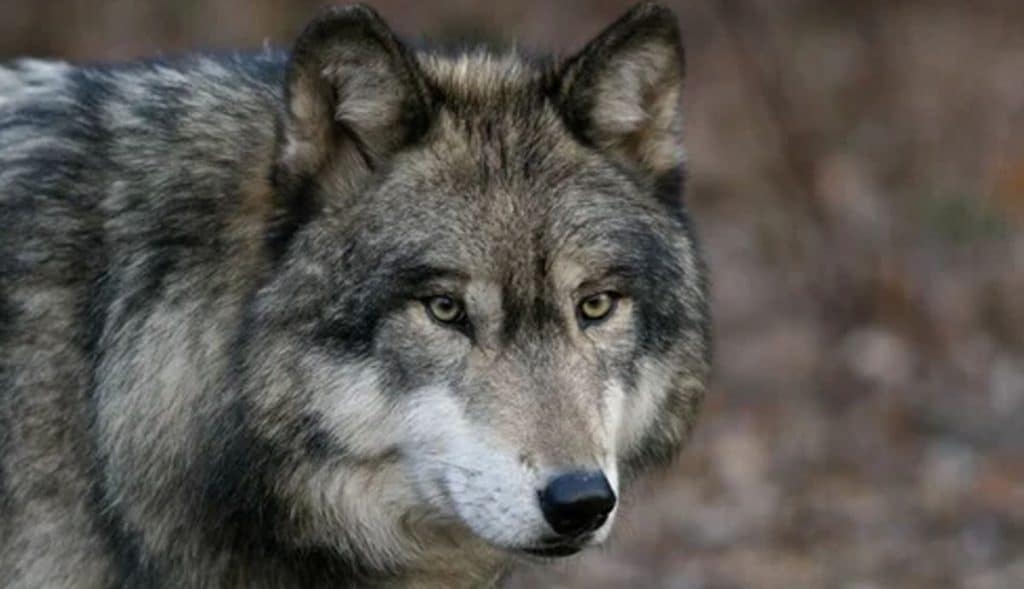 FOTO: 100 años después vuelven a captar a un lobo gris