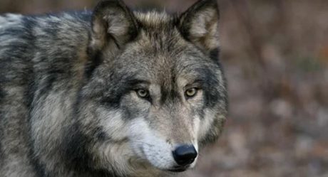 FOTO: 100 años después vuelven a captar a un lobo gris