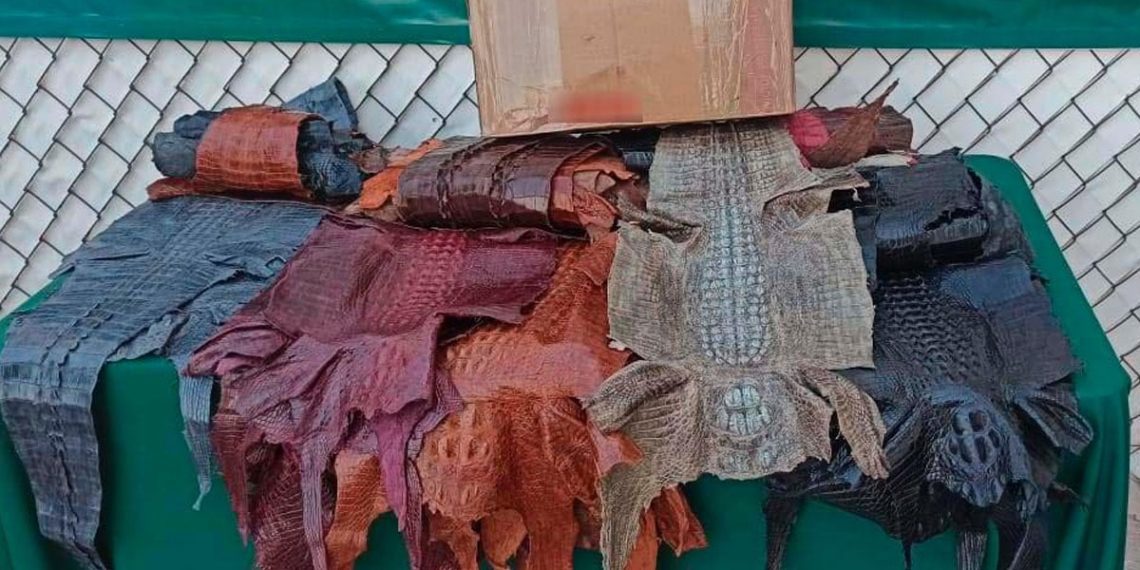 Hallan 34 piezas de piel de cocodrilo en aeropuerto
