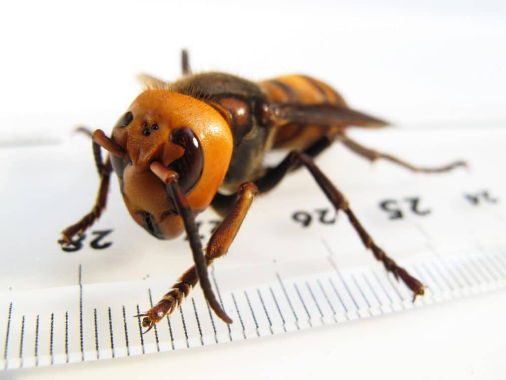 Insecto que decapita abejas y es capaz de matar humanos llega a EU