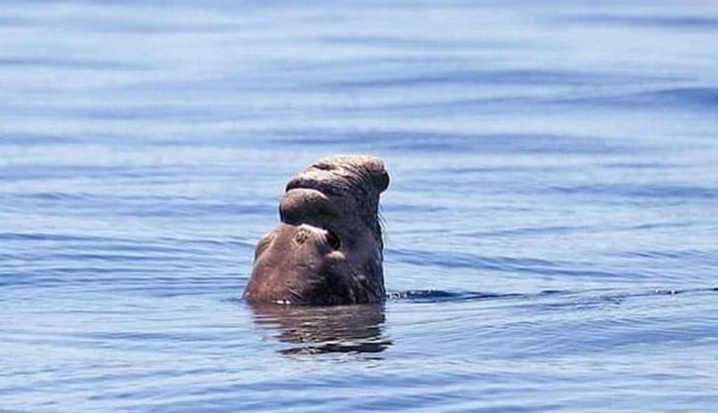 Avistan elefante marino en Mar de Cortés después de décadas