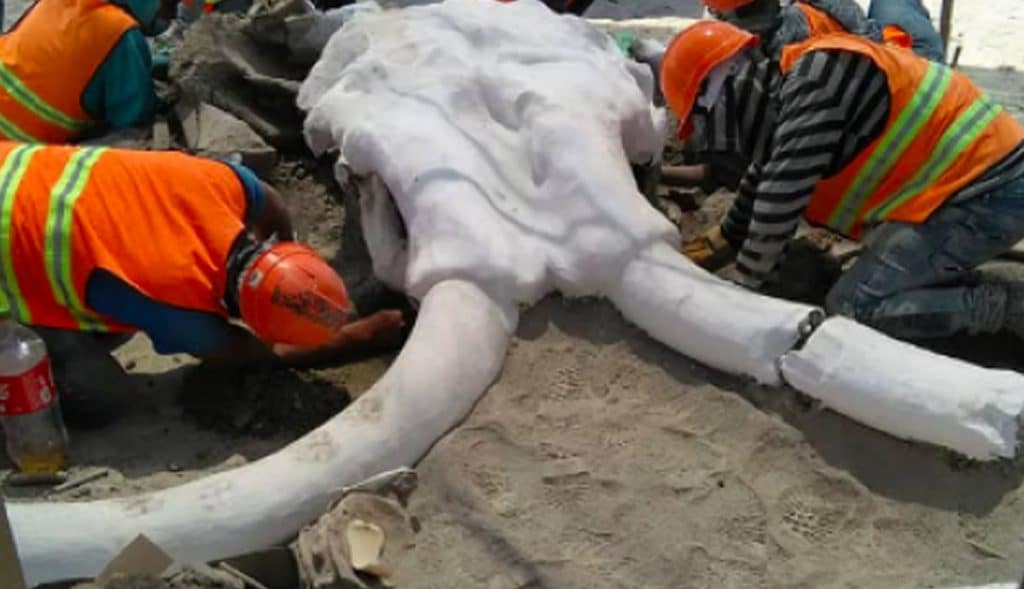 FOTOS: Encuentran restos de más de 60 mamuts en sede de aeropuerto