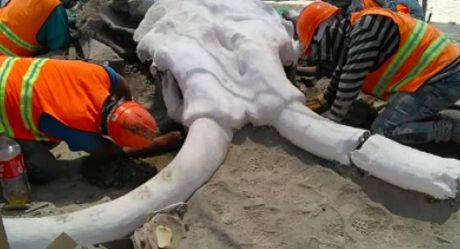 FOTOS: Encuentran restos de más de 60 mamuts en sede de aeropuerto