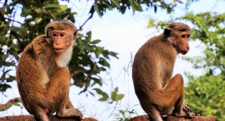 Monos roban muestras de sangre de pacientes con Covid-19