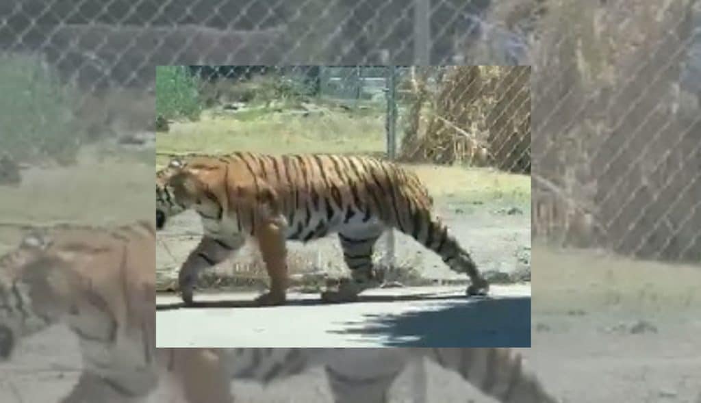 VIDEO: Tigre pasea por las calles y alarma a los presentes