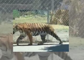 VIDEO: Tigre pasea por las calles y alarma a los presentes