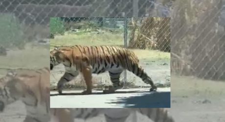 VIDEO: Tigre pasea por las calles y alarma a los ciudadanos