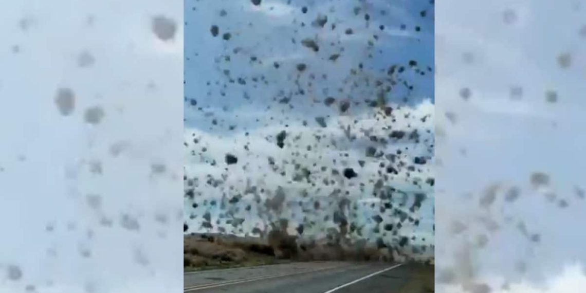 VIDEO: El sorprendente 'tornado' de plantas rodantes