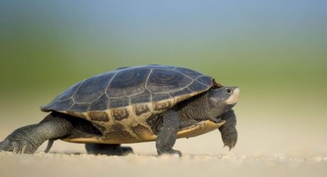 Fallece bebita por ingerir sangre de tortuga para evitar Covid-19