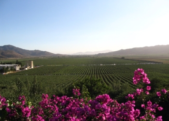 Suspenden actividades de bar en Valle de Guadalupe