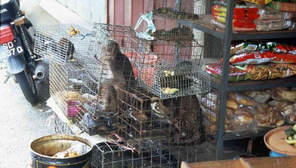 Wuhan prohíbe comercialización y consumo de animales salvajes