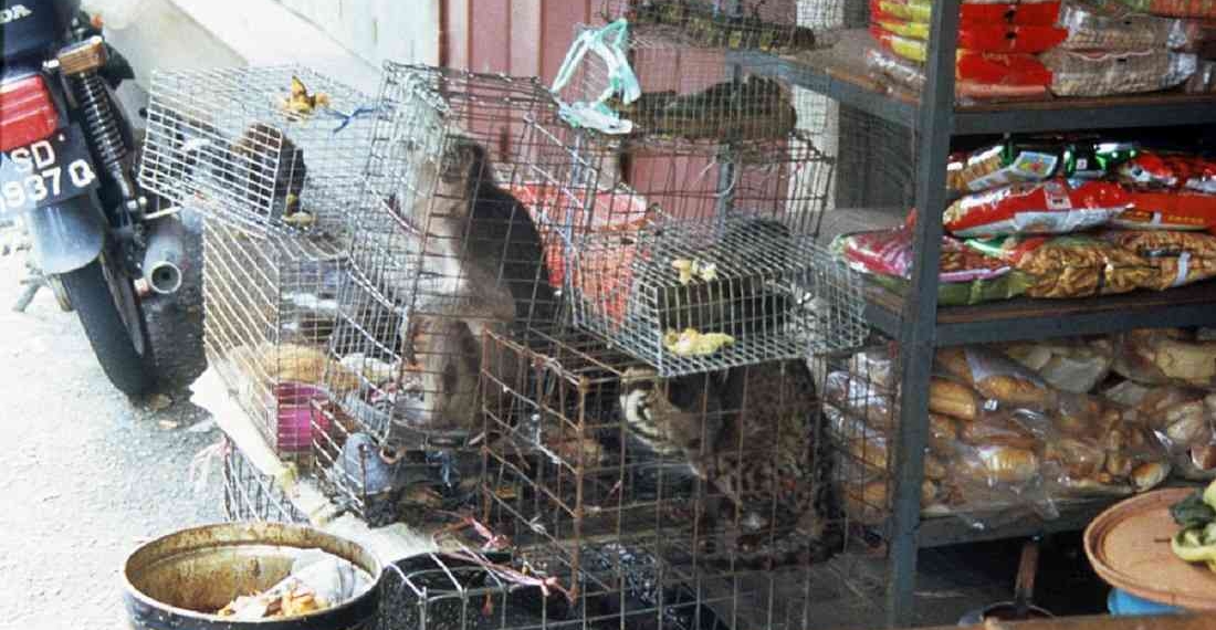 Wuhan prohíbe comercialización y consumo de animales salvajes