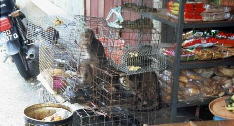 Wuhan prohíbe comercialización y consumo de animales salvajes