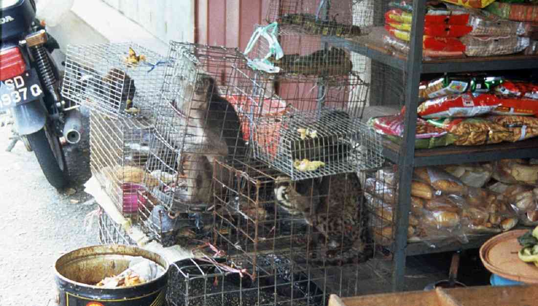 Wuhan Prohíbe Comercialización Y Consumo De Animales Salvajes