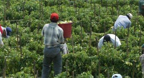 Otorgarían nacionalidad canadiense a trabajadores latinoamericanos