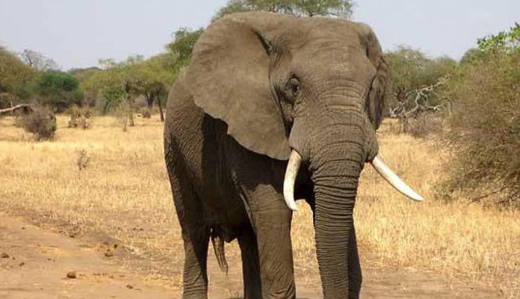 Revelan-causa-de-muerte-de-más-de-300-elefantes