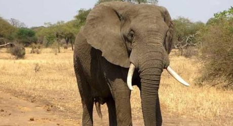 FOTOS: Hallan muertos a más de 350 elefantes