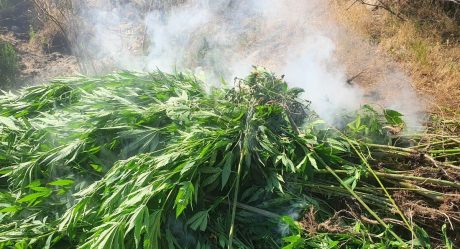 Destruyen sembradío de marihuana en Tecate