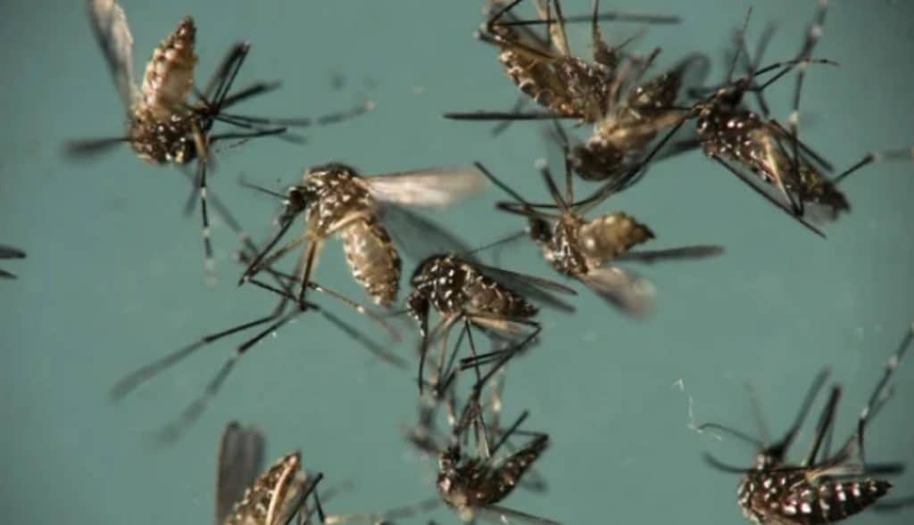 Liberarán-millones-de-mosquitos-modificados-genéticamente