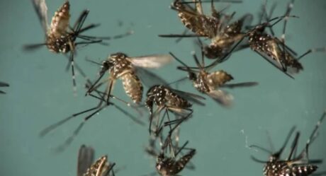 Identifican nueva cepa de zika; puede causar otra epidemia