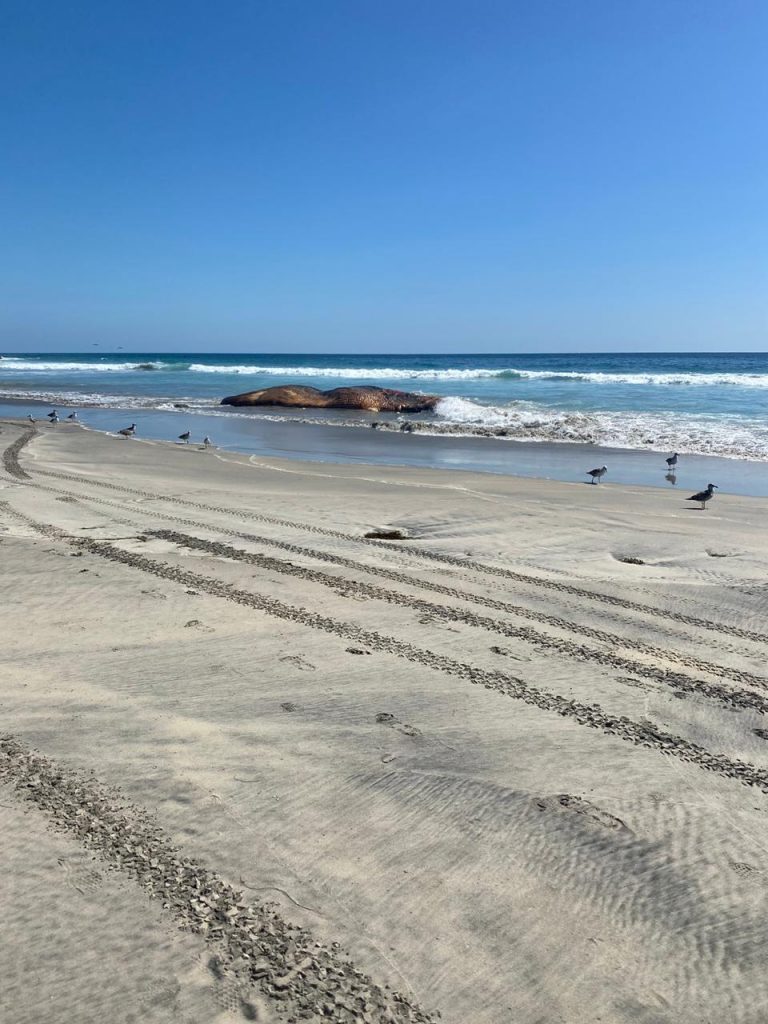 hallan-ballena-putrefacta-en-playas-de-rosarito