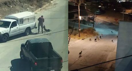 Capturan parte de la jauría asesina en Tijuana