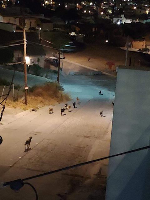 denuncia-jauria-de-perros-asesinos-en-tijuana