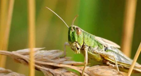 Devoradora langosta azota a El Salvador