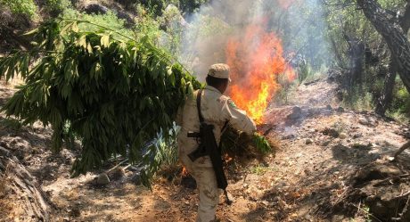 Destruyen gran plantío de marihuana