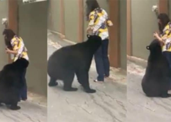 video-de-nueva-cuenta-captan-a-oso-ahora-en-plena-calle