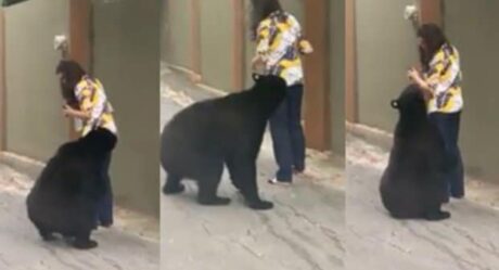 VIDEO: De nueva cuenta captan a oso ahora en plena calle