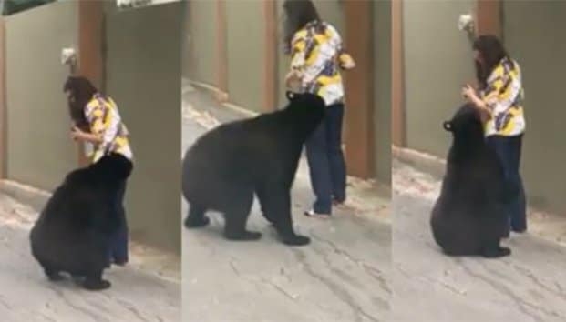 video-de-nueva-cuenta-captan-a-oso-ahora-en-plena-calle