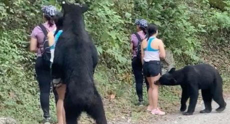 Esta es la selfie que tomó la chica del oso